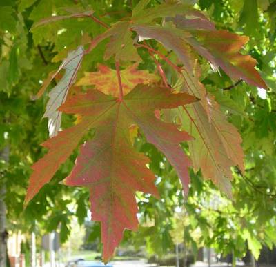 ACER SACCHARINUM